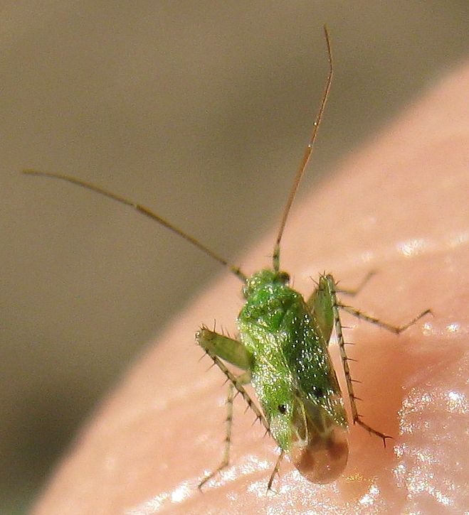 Miridae: Camptotylus reuteri from SW Turkey